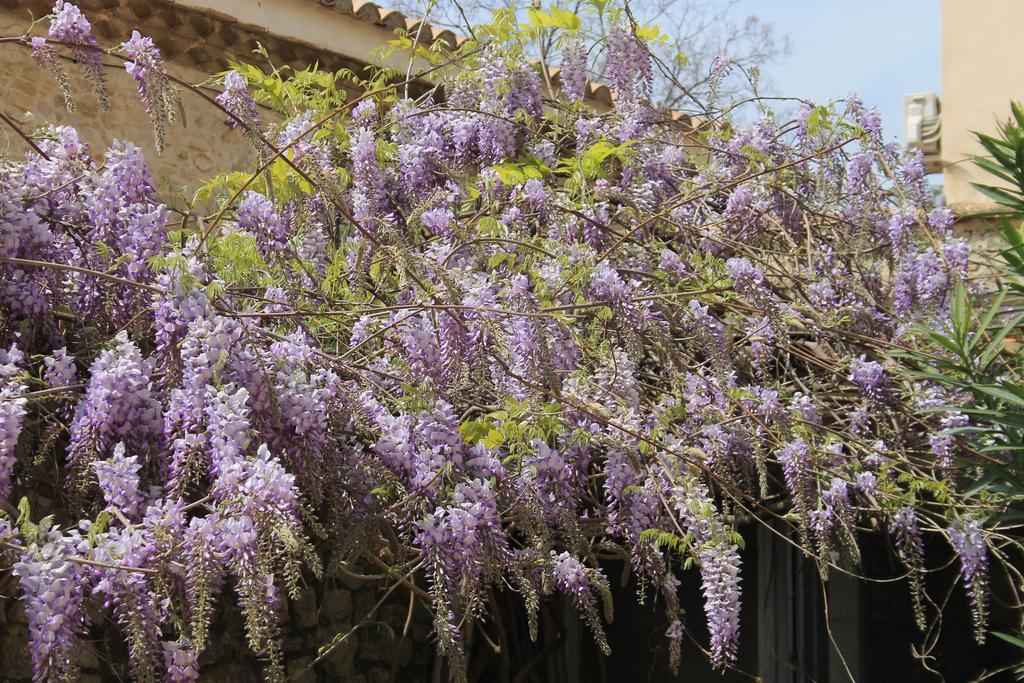 La Rose Bed & Breakfast Saint-Gervasy Dış mekan fotoğraf
